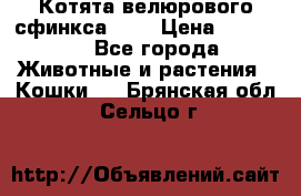 Котята велюрового сфинкса. .. › Цена ­ 15 000 - Все города Животные и растения » Кошки   . Брянская обл.,Сельцо г.